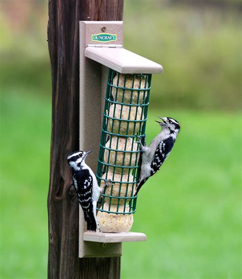 Duncraft.com: Duncraft 4209 Tree Mount Suet Ball Feeder | Suet feeder, Bird house feeder, Bird ...