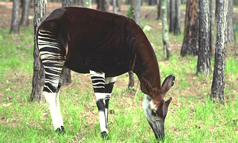 Okapi Animal - Key Facts, Information & Habitat