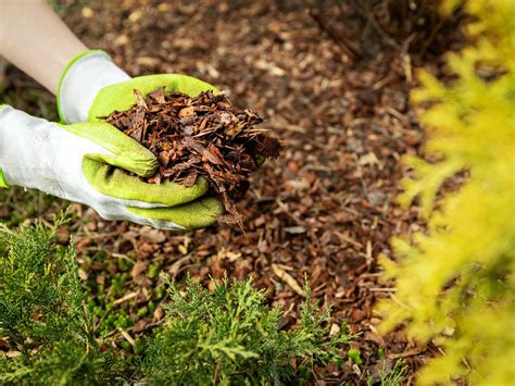 When Should I Mulch My Borders at Bob Jones blog