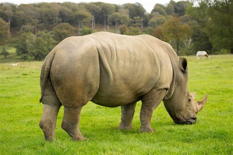 Longleat Safari Animals | samplayboy | Flickr