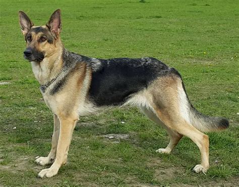 King Shepherd Vs. German Shepherd – Which One is Better?