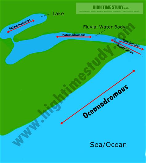 Migration of Fishes – HIGH TIME STUDY