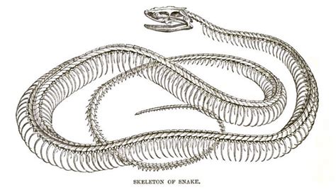 Snake Skeleton - Learn About Nature