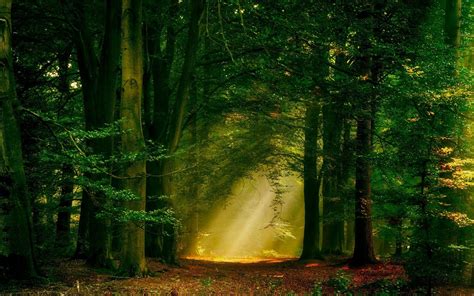sun Rays, Forest, Nature, Path, Trees, Landscape, Mist Wallpapers HD / Desktop and Mobile ...