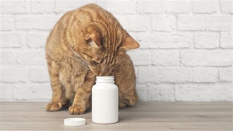 Famciclovir For Cats: Uses, Dosage, & Side Effects - CatTime