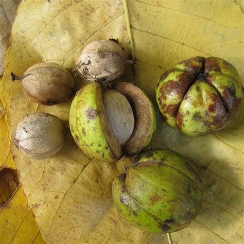 Shagbark Hickory - Spencer Creek Nursery