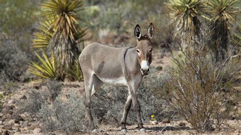 Burros | The Humane Society of the United States