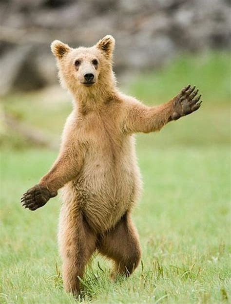 C’mon, give me a hug!!! | Hugs and cuddles, Bear, Brown bear