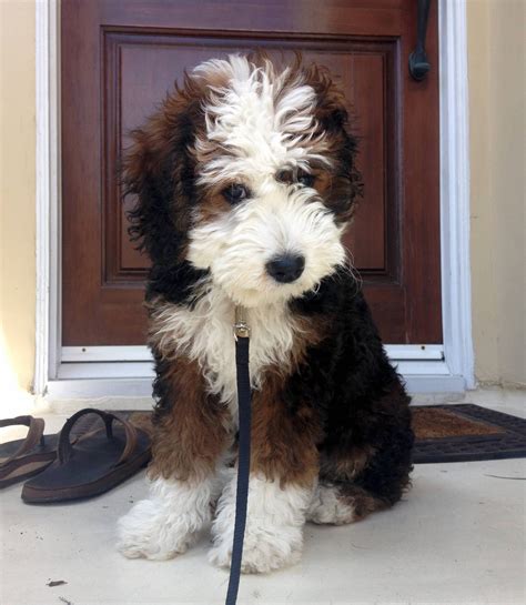 a shaggy dog sitting on the front porch with its leash tied to it's neck