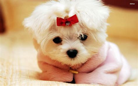 Cute Doggy Wallpapers - Wallpaper Cave