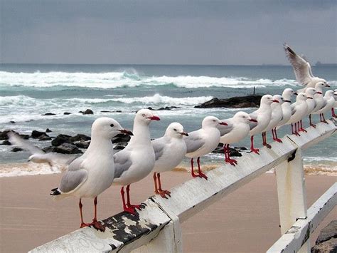 Seagulls at Nobby's Beach, Newcastle, NSW Australia | Sea birds, Beach, Beautiful birds