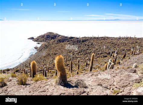 View of cactus covering Island Incahuasi with the Uyuni Salt Flats stretching out below in ...