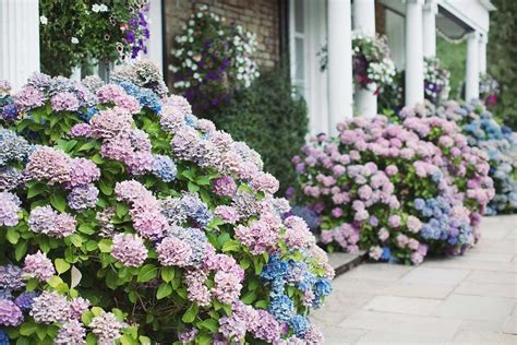 How to Care For Hydrangeas | The Family Handyman