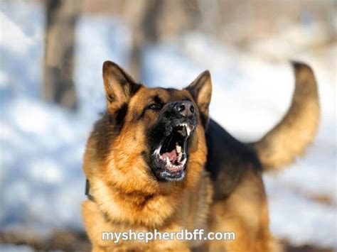 German Shepherd Behavior: Their Strange Quirks Explained