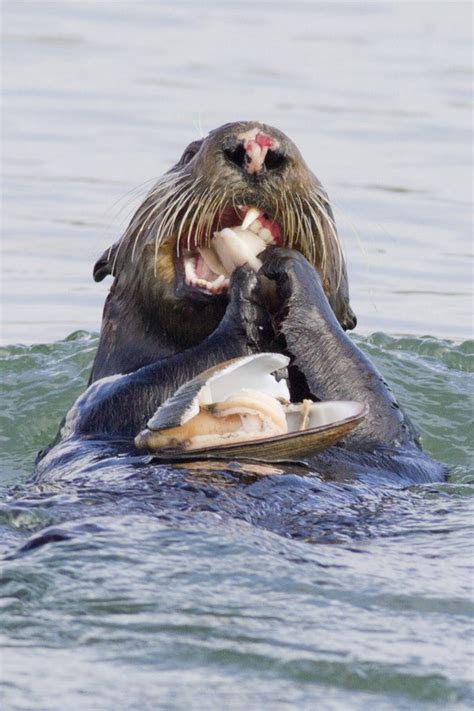 Southern Sea Otter eats a clam posters & prints by Corbis