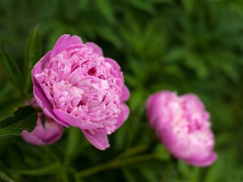 How Long Does Peony Bloom? Helpful Hints for Prolonging Flowering of Peonies