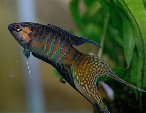 Black Paradise Gourami | The Fish Room