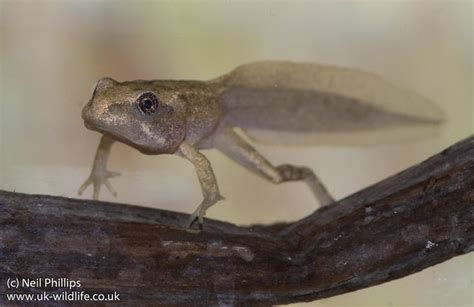 4 legged Common Frog Tadpole – UK Wildlife