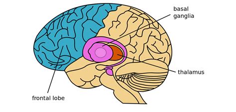 Cocaine use is associated with widespread alterations in the basal ganglia brain region