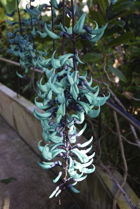 Jade Vine Care - Information And Growing Tips For A Jade Vine Plant ...