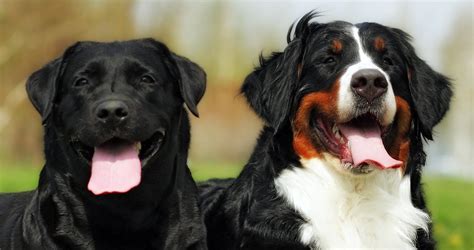 Labernese Information Center: The Bernese Mountain Dog Lab Mix Breed