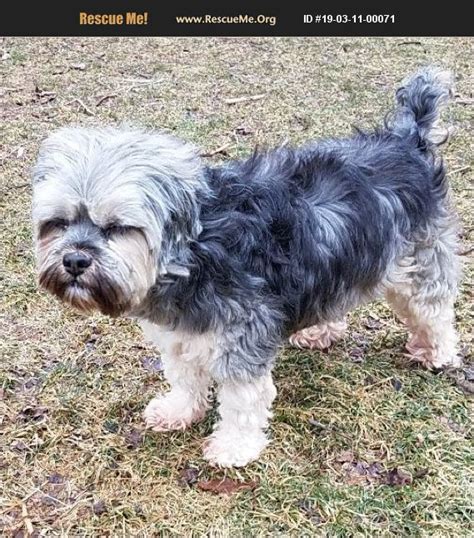 ADOPT 19031100071 ~ Lhasa Apso Rescue ~ sheridan, IL