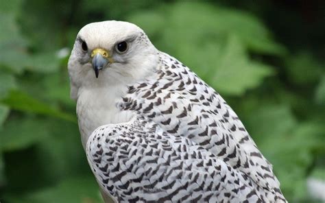 5 Types of Falcon Species in the United States (With Pictures) - Optics Mag