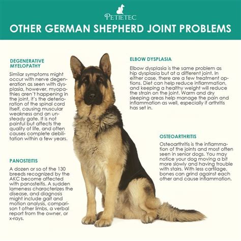 German Shepherd Hip Dysplasia Signs and Treatments | petietec