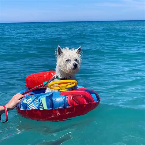 Westie and Maltese Mix: All About the Highland Maltie