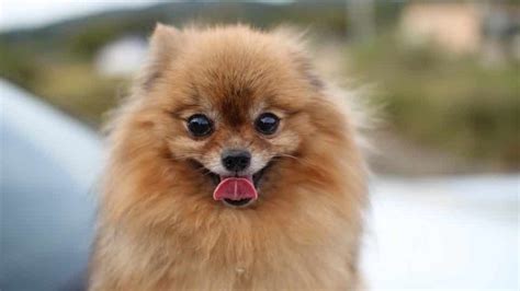 Pomeranian Puppies: Everything You Need to Know