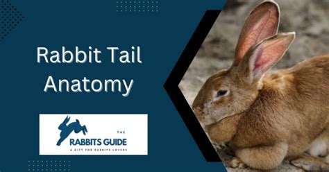 Rabbit Tail Anatomy | 7 Interesting Facts (December 2024)