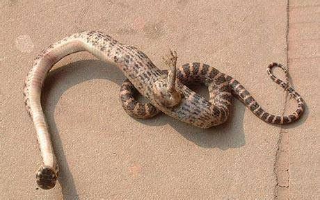 Snake With Clawed Foot Found In China | Popular Science