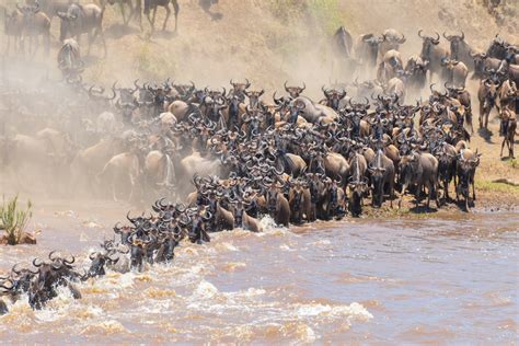 10 Days Wildebeest Migration Crossing Mara River Safari