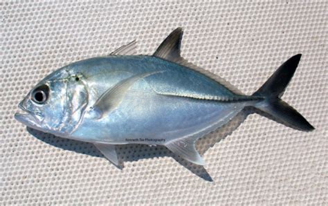 Bigeye Trevally | Mexico – Fish, Birds, Crabs, Marine Life, Shells and Terrestrial Life