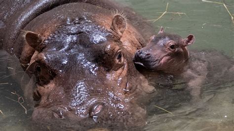 What should the Cincinnati Zoo name its new baby hippo?