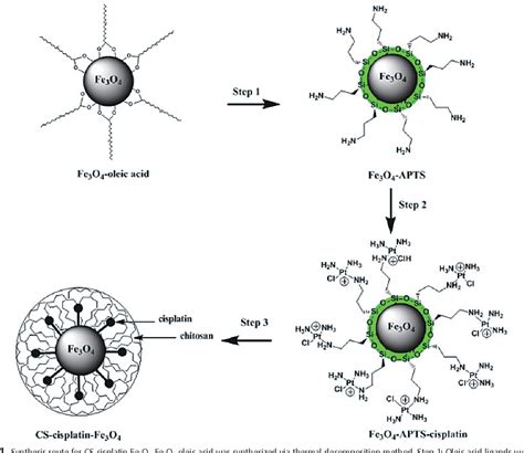 Figure 1 from Chitosan-Coated Fe 3 O 4 Magnetic Nanoparticles as ...