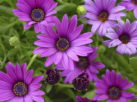 African Daisy – DLT Growers