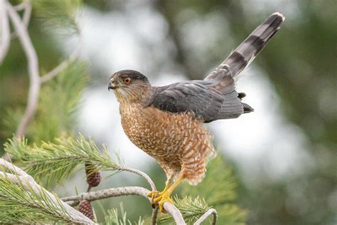 How to Make Cooper's Hawk Identification