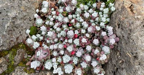 Sedum spathulifolium 'Cape Blanco' | Nurseries Online USA