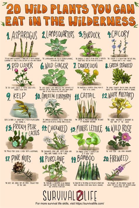 20 Edible Wild Plants You Can Forage For Survival | Edible wild plants, Wild plants, Plants