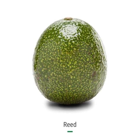 Reed Avocado | Rancho Vasquez