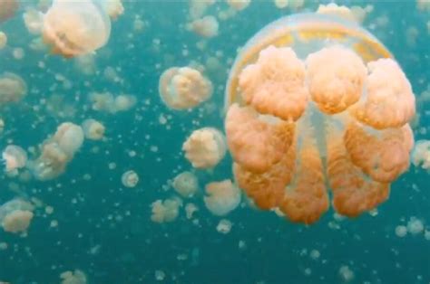 Scientist captures amazing video of jellyfish migration - CSMonitor.com