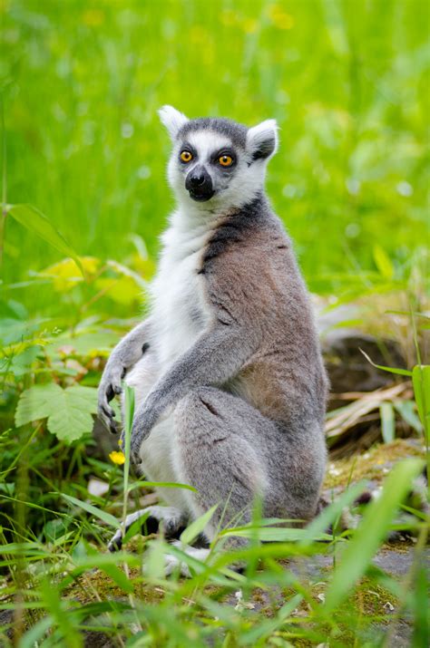 Free Images : nature, animal, wildlife, zoo, mammal, fauna, primate, madagascar, vertebrate ...