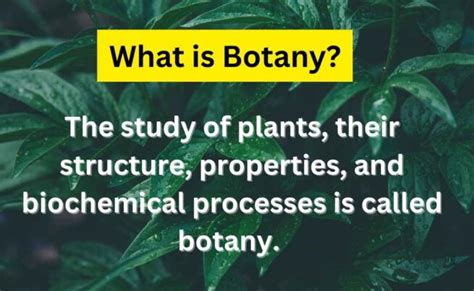 Botany-History, Branches, Scope, and Importance