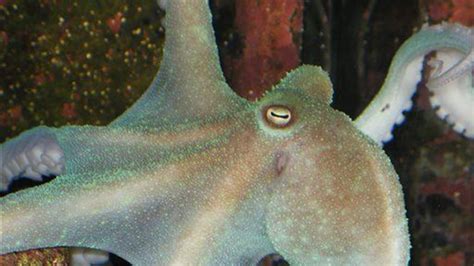 Scientists unlock secret of octopus's blue blood | Fox News