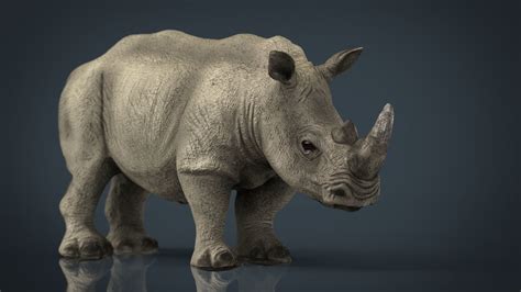 3D model White Rhinoceros VR / AR / low-poly | CGTrader