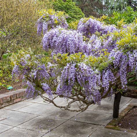 Blue Chineses Wisteria Tree Care | Plantly