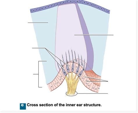 Inner ear structure Diagram | Quizlet