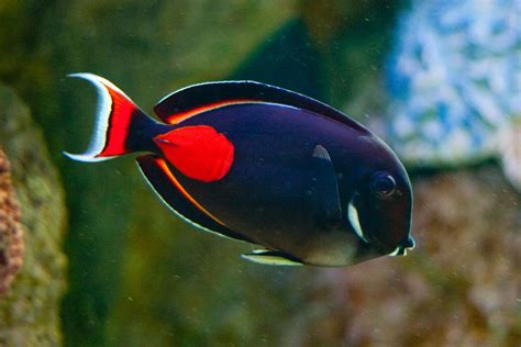 Achilles Tang (by elrina753) - earth | Saltwater aquarium fish, Saltwater fish tanks, Marine fish