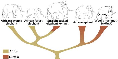 A revised tree showing phylogenetic relationships among living and extinct members of the ...